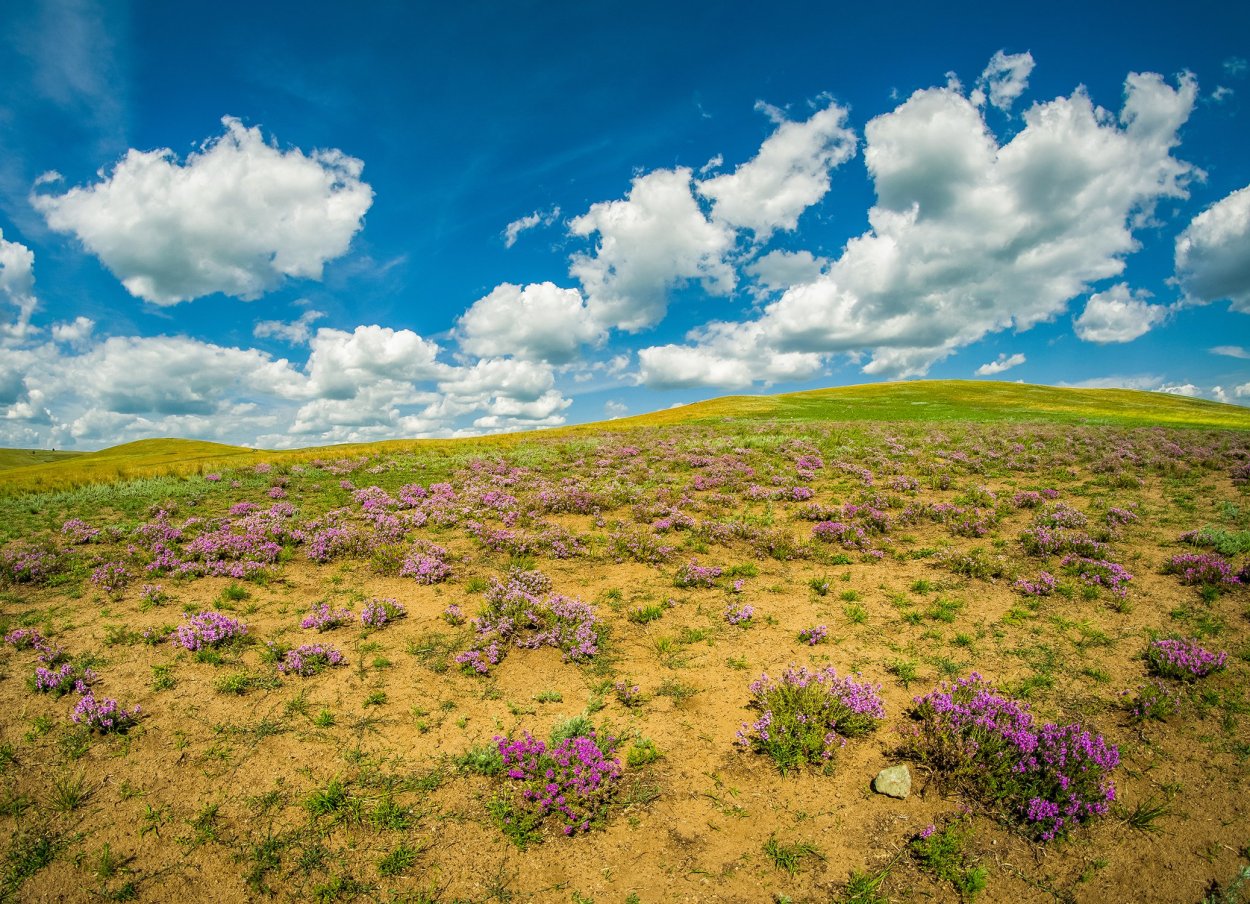 Степь Волгоградской области растительность