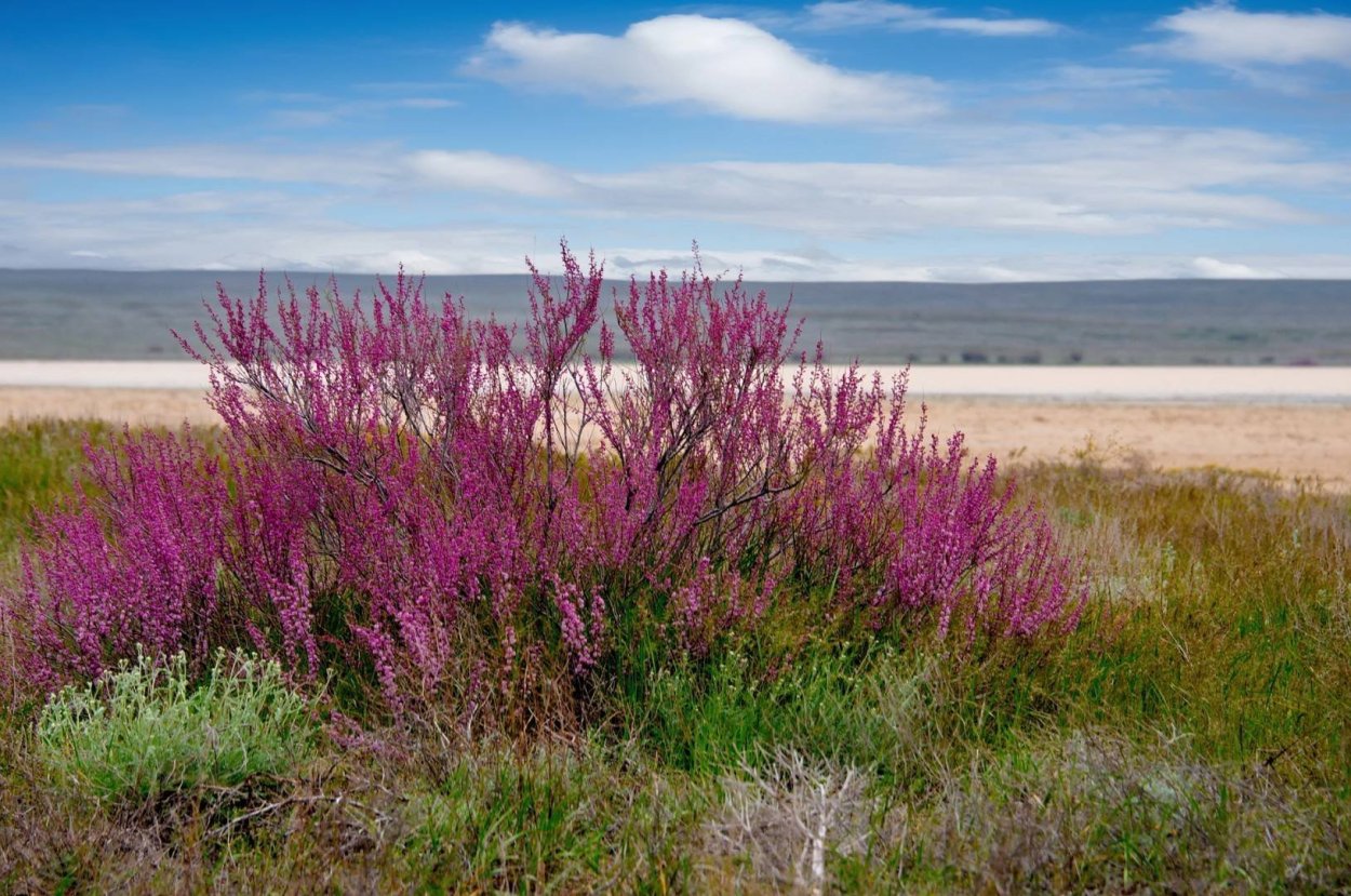Кустарники Донской степи