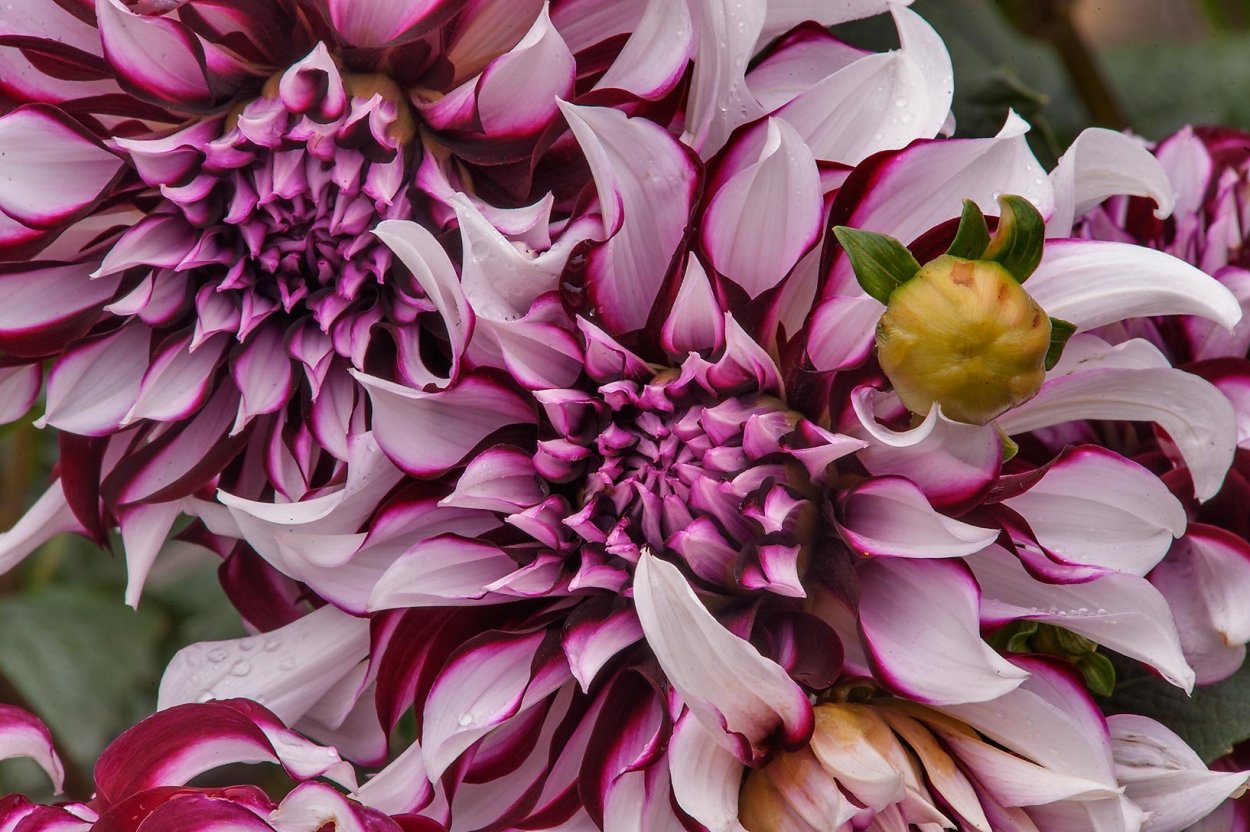 Георгина Хонка Фрагиле