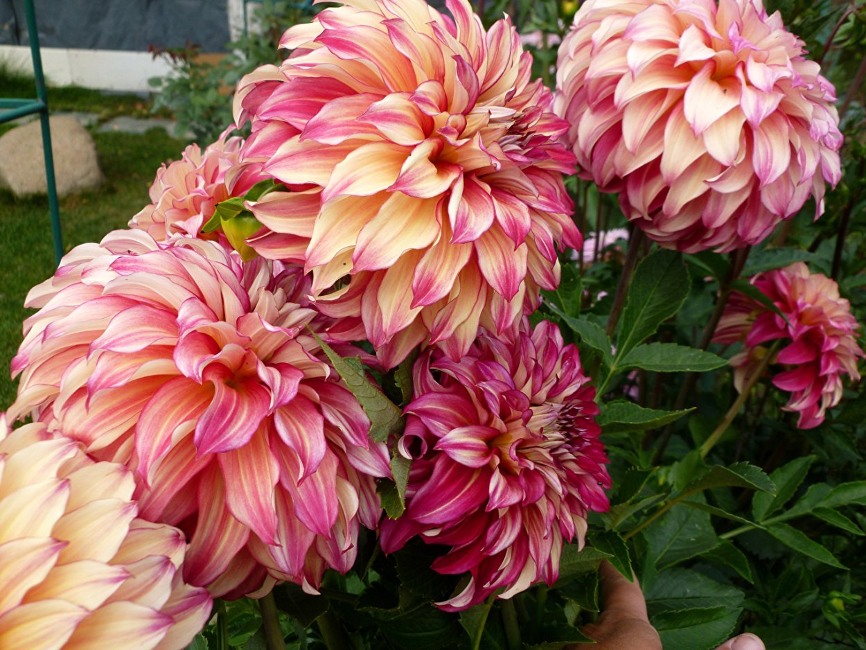 Георгин Алмонд Джой