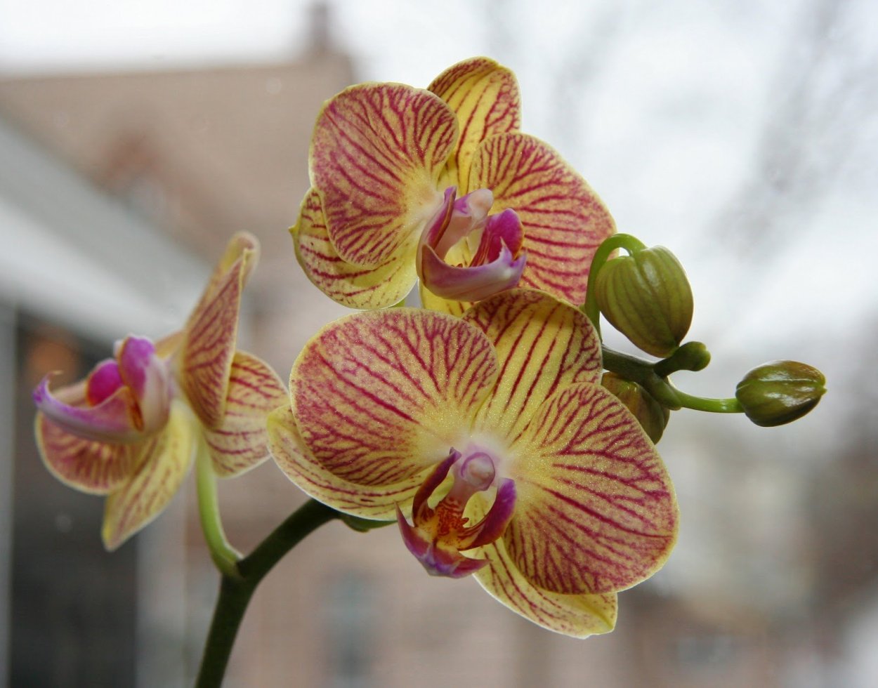 Фаленопсис Phal. Golden Beauty