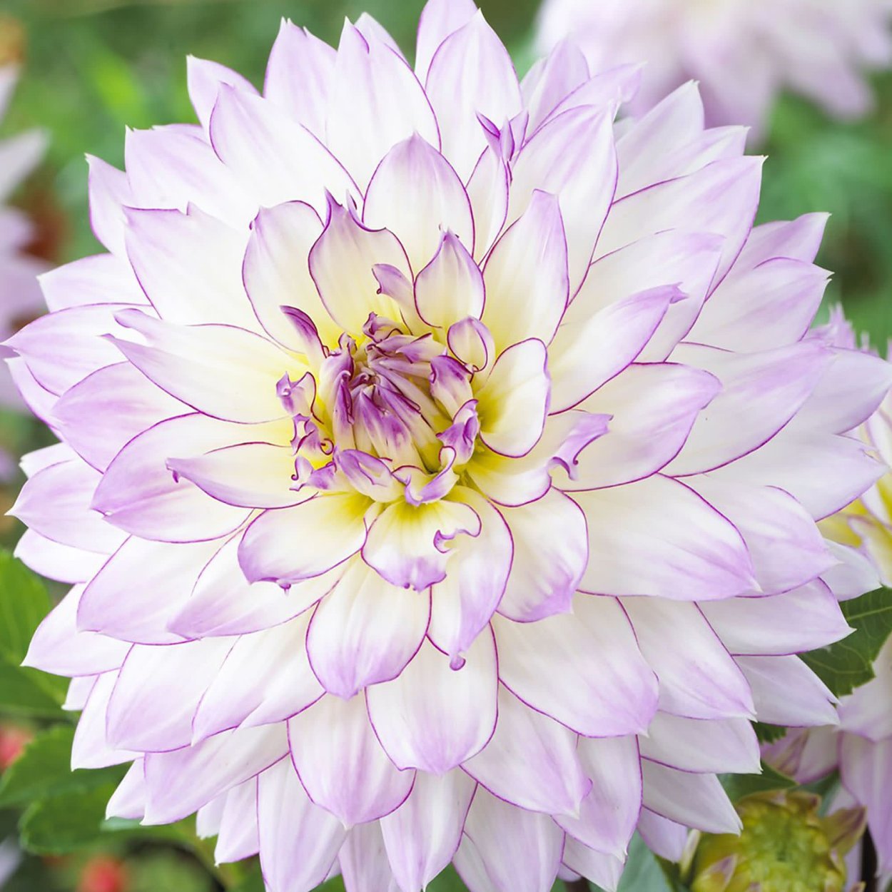 Георгин маэстро