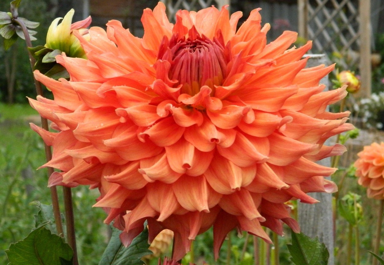 Георгина Браун Шуга