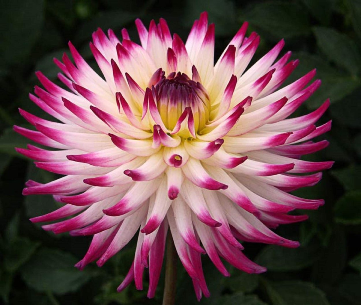 Георгина Гарден Уандер