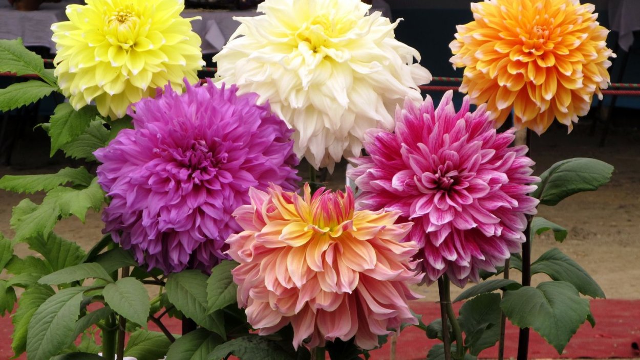 Георгина Нурдвикс Глория