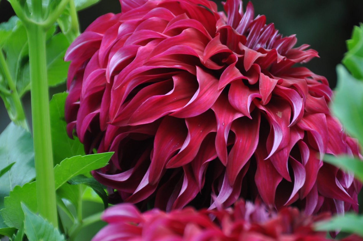 Георгины Dahlia