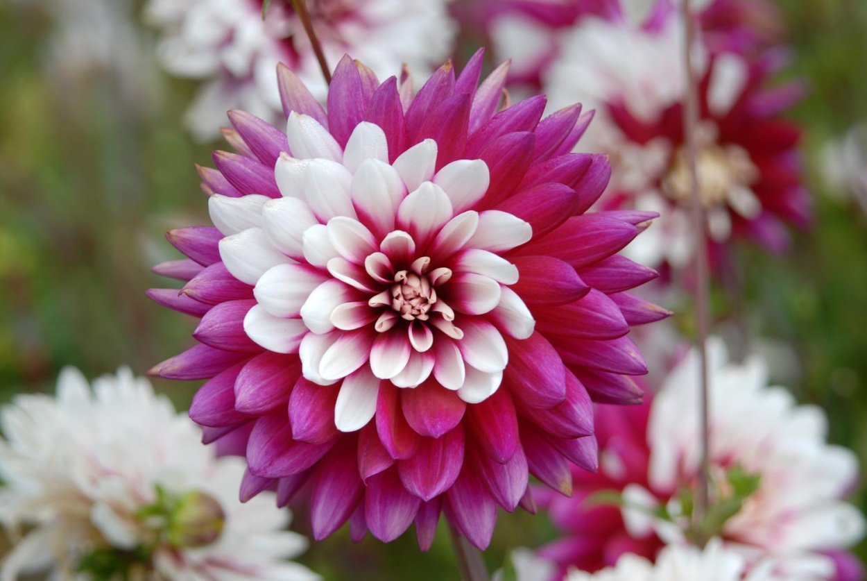 Георгина мультифлора