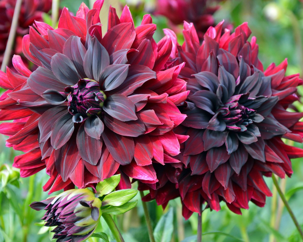 Георгин Сеньор Хоуп