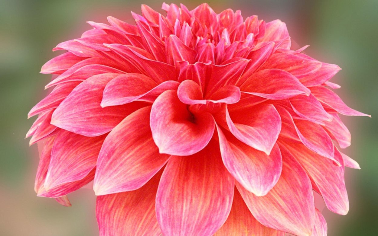 Георгин Пандероза