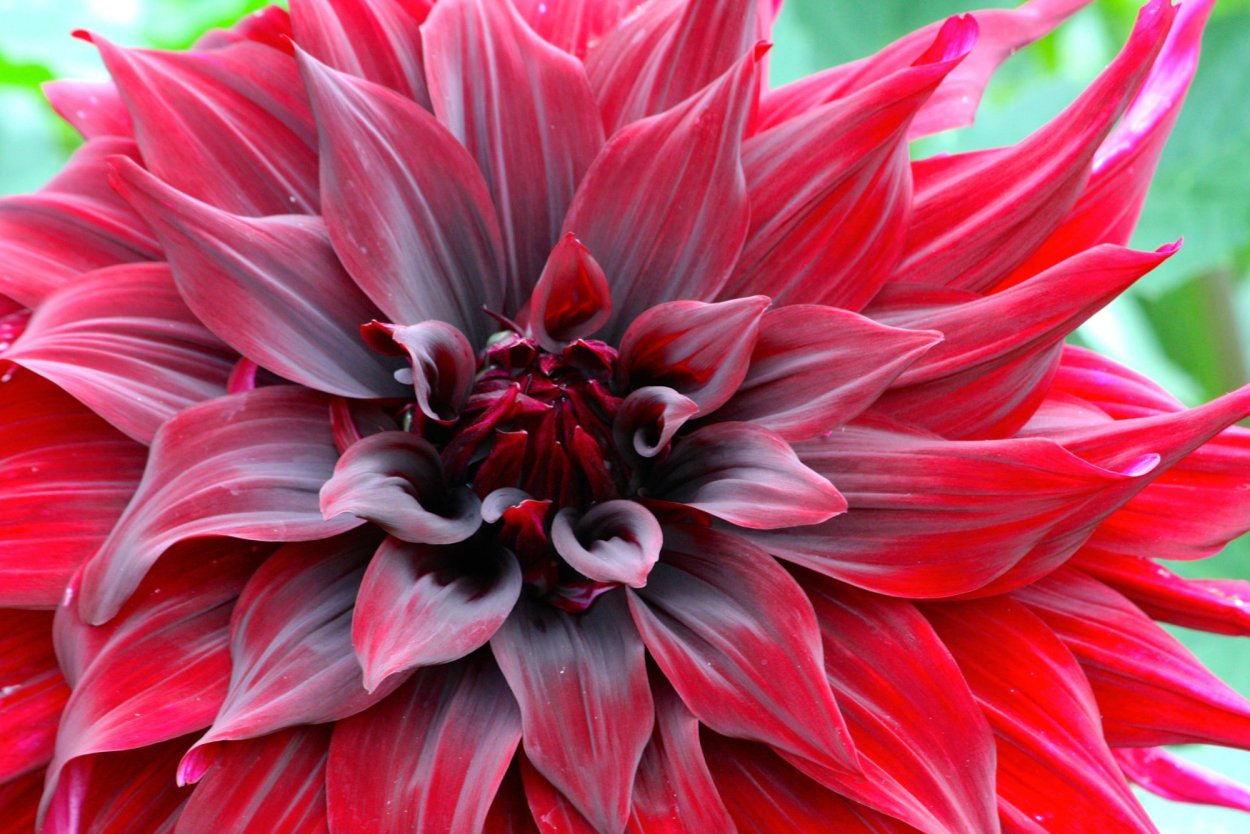 Георгина Ненекази