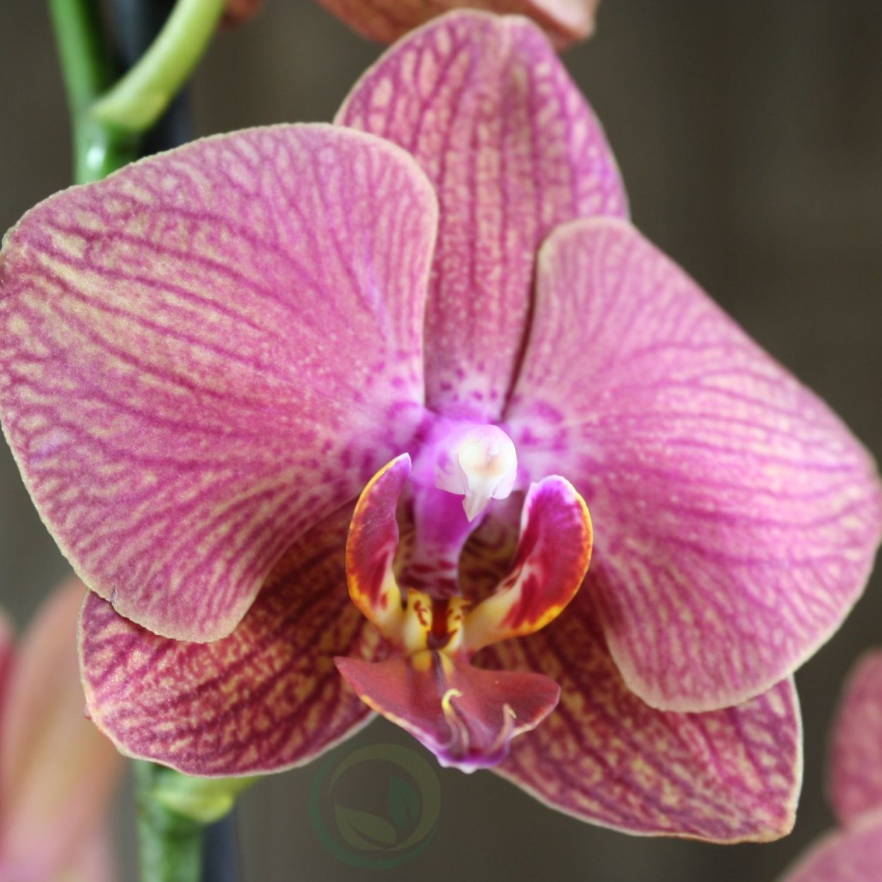 Орхидея Phalaenopsis Chengdu