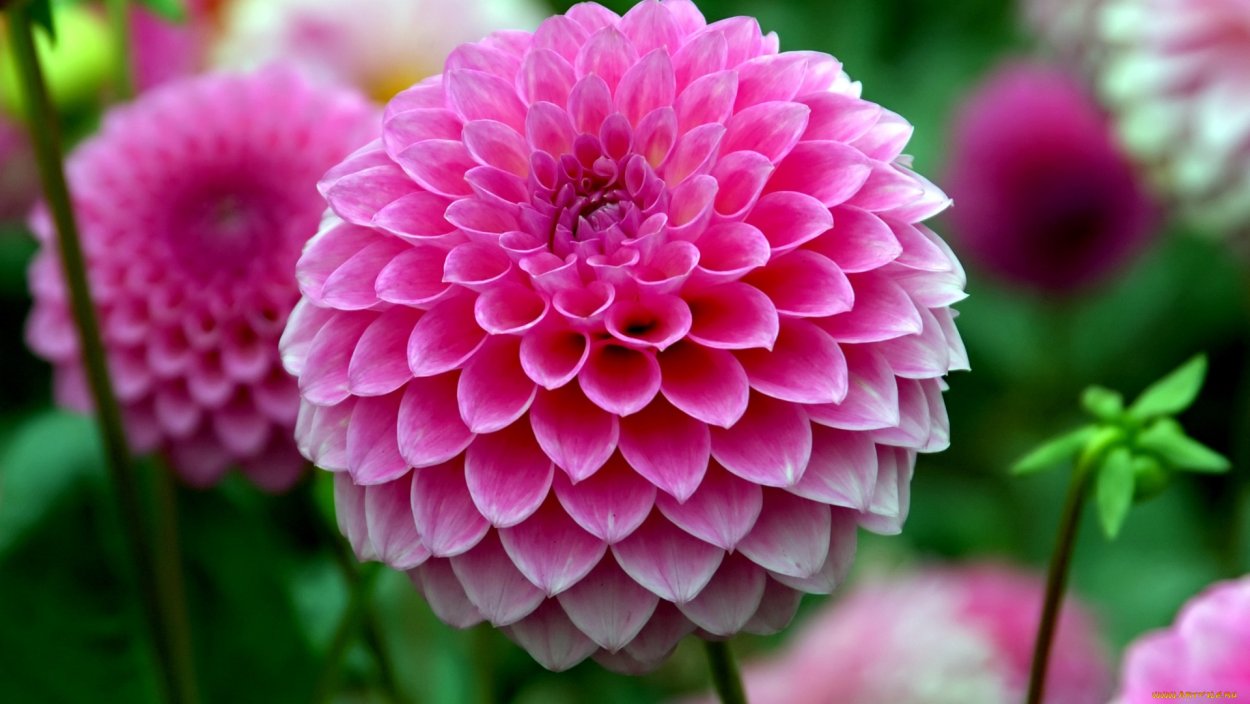 Георгины Далия