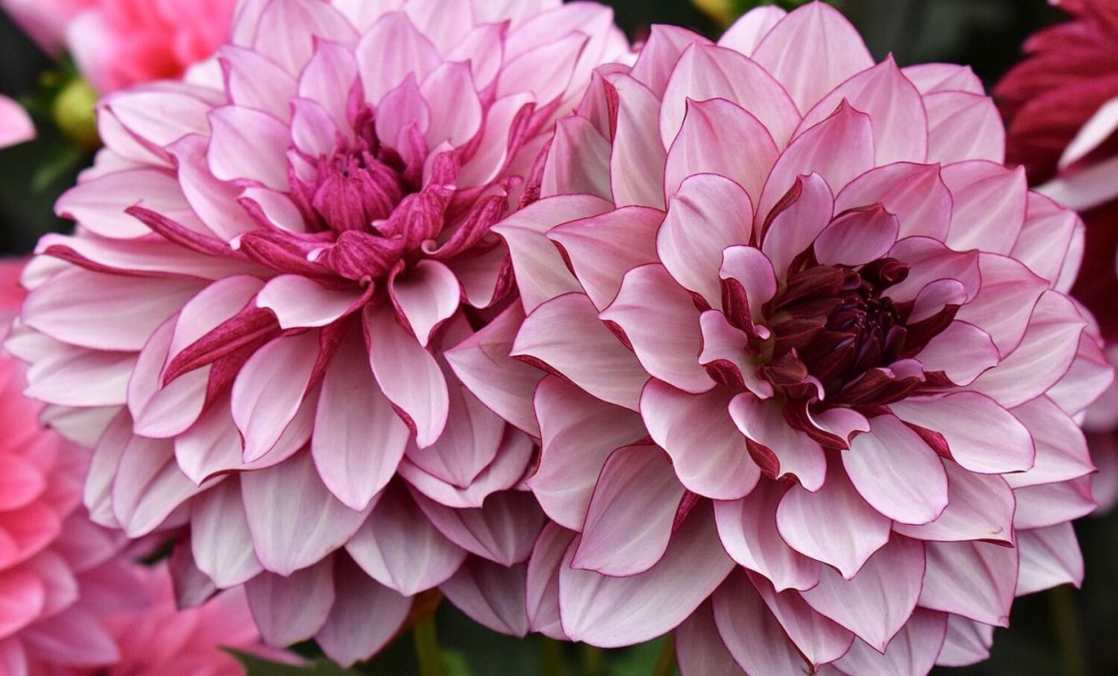 Георгина Осириум