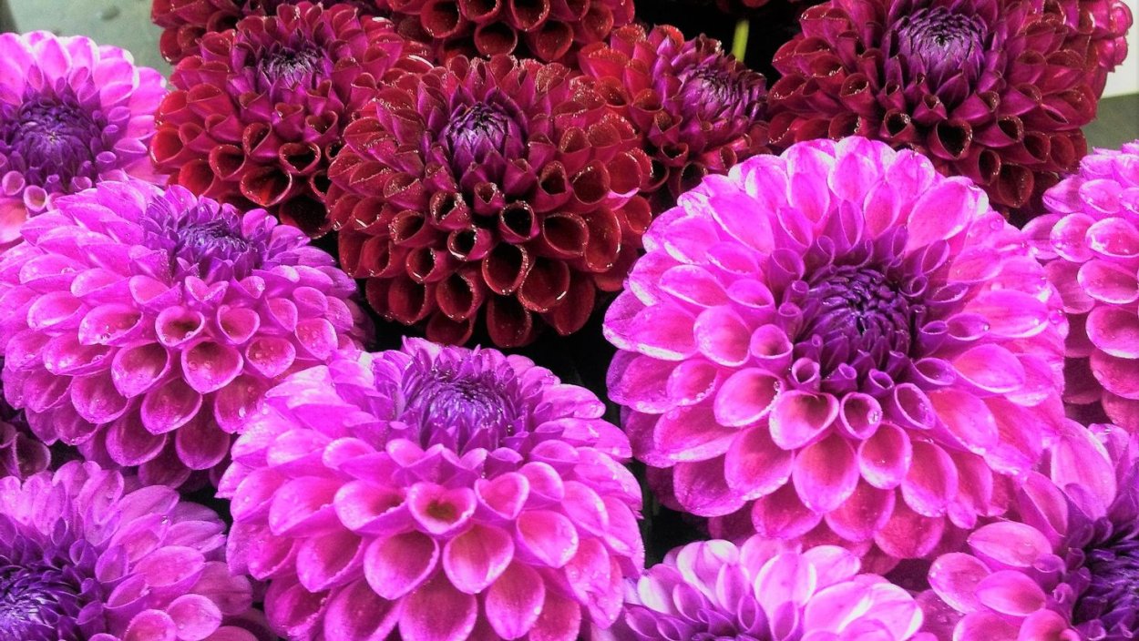 Георгин Далия дуэт