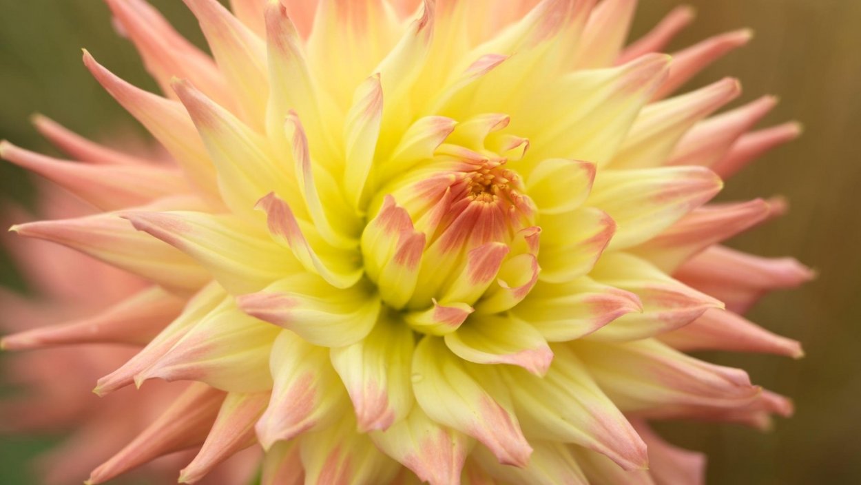 Георгин бьютифул