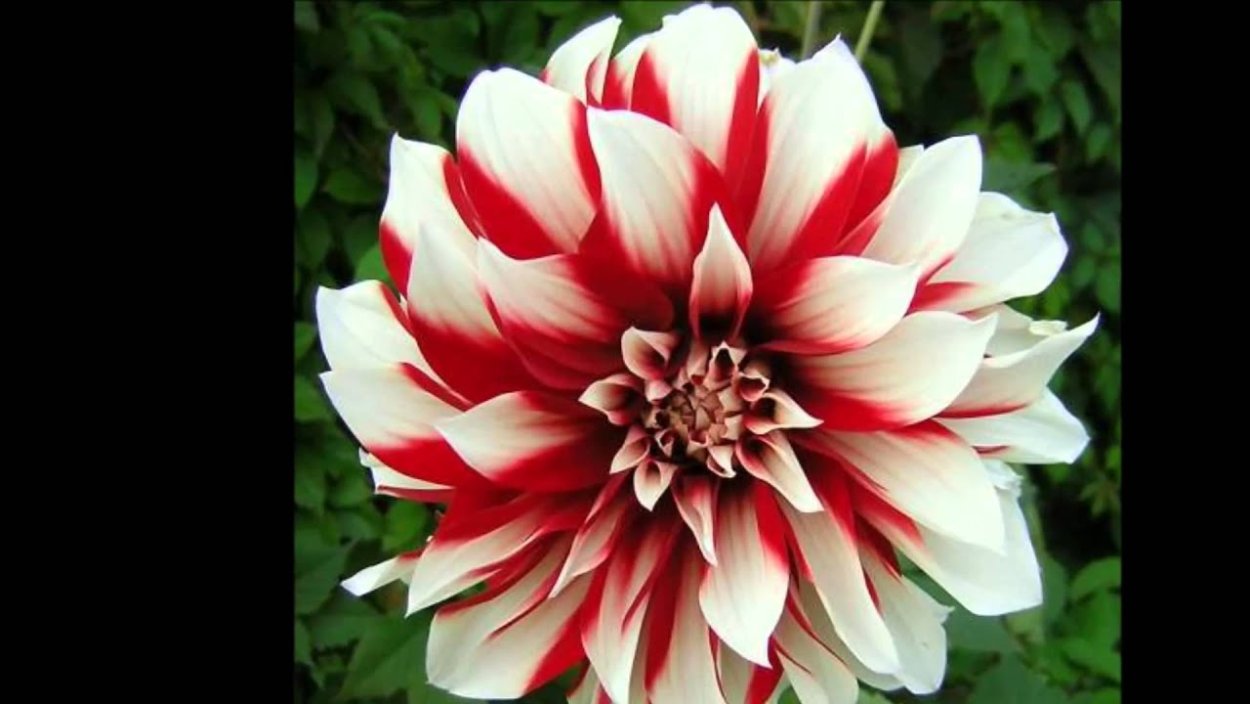 Георгины сорт Лотос