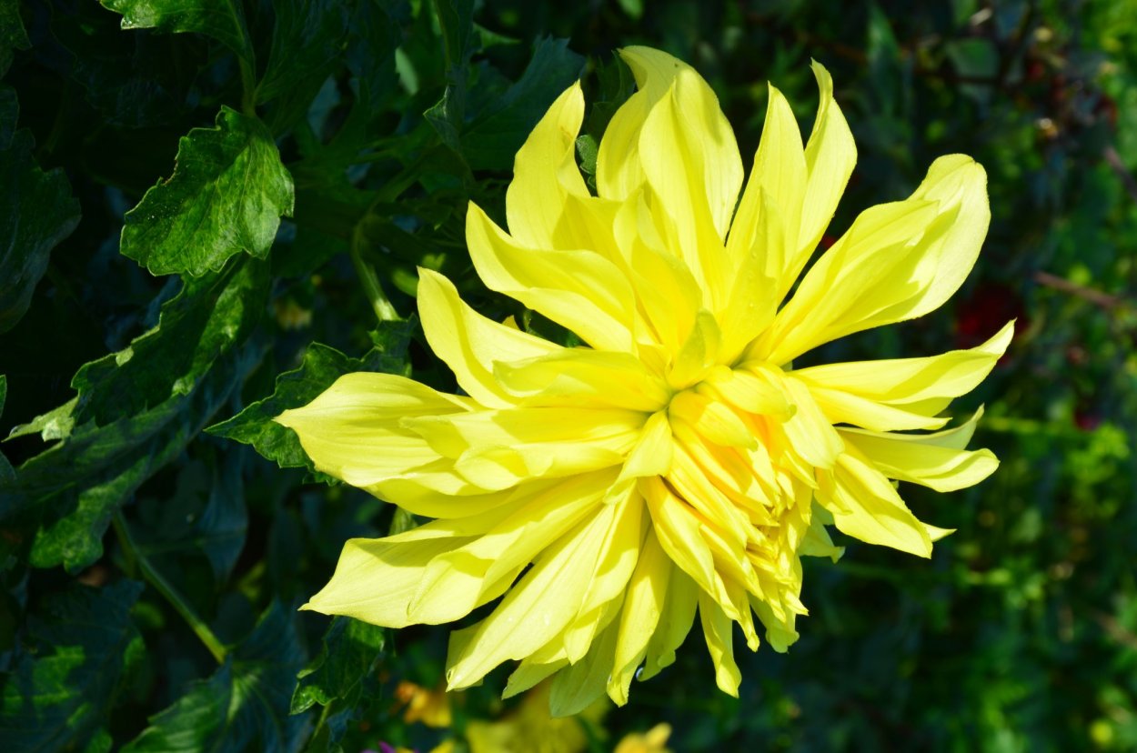 Георгины Дахлия