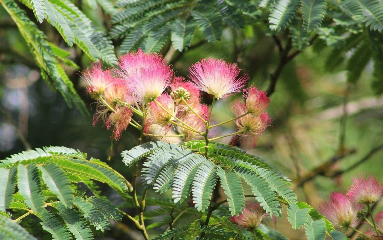 Тропическая серповидная Альбиция