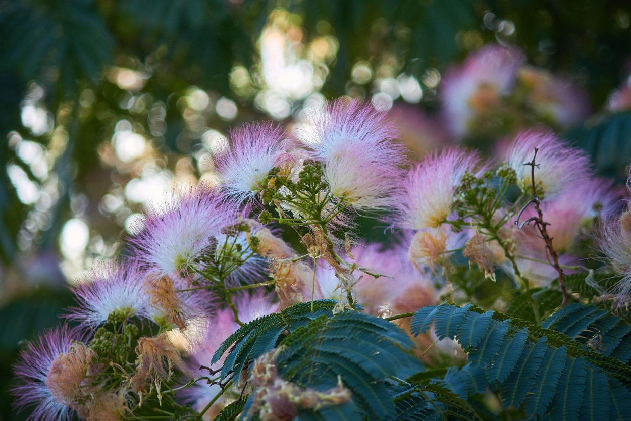 Цветение шелковой акации