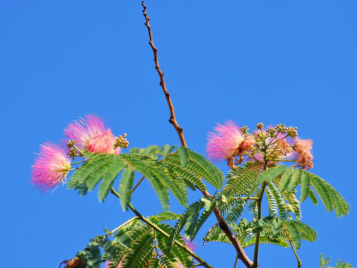 Альбиция джулибрисин
