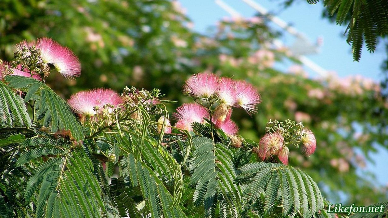 Ленкоранская Акация цветение
