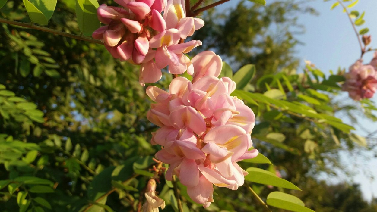 Саженцы японской акации