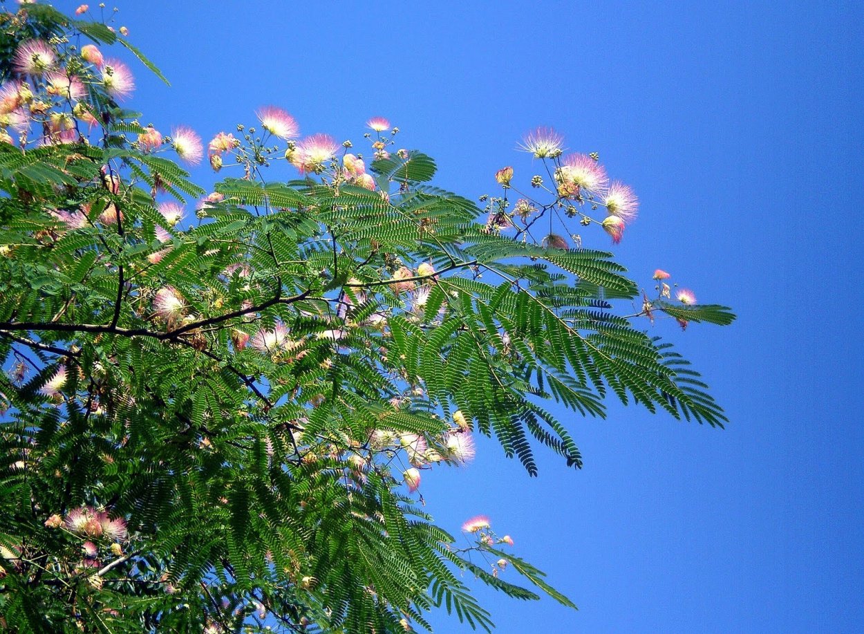 Альбиция ленкоранская / Albizia julibrissin Durazz.