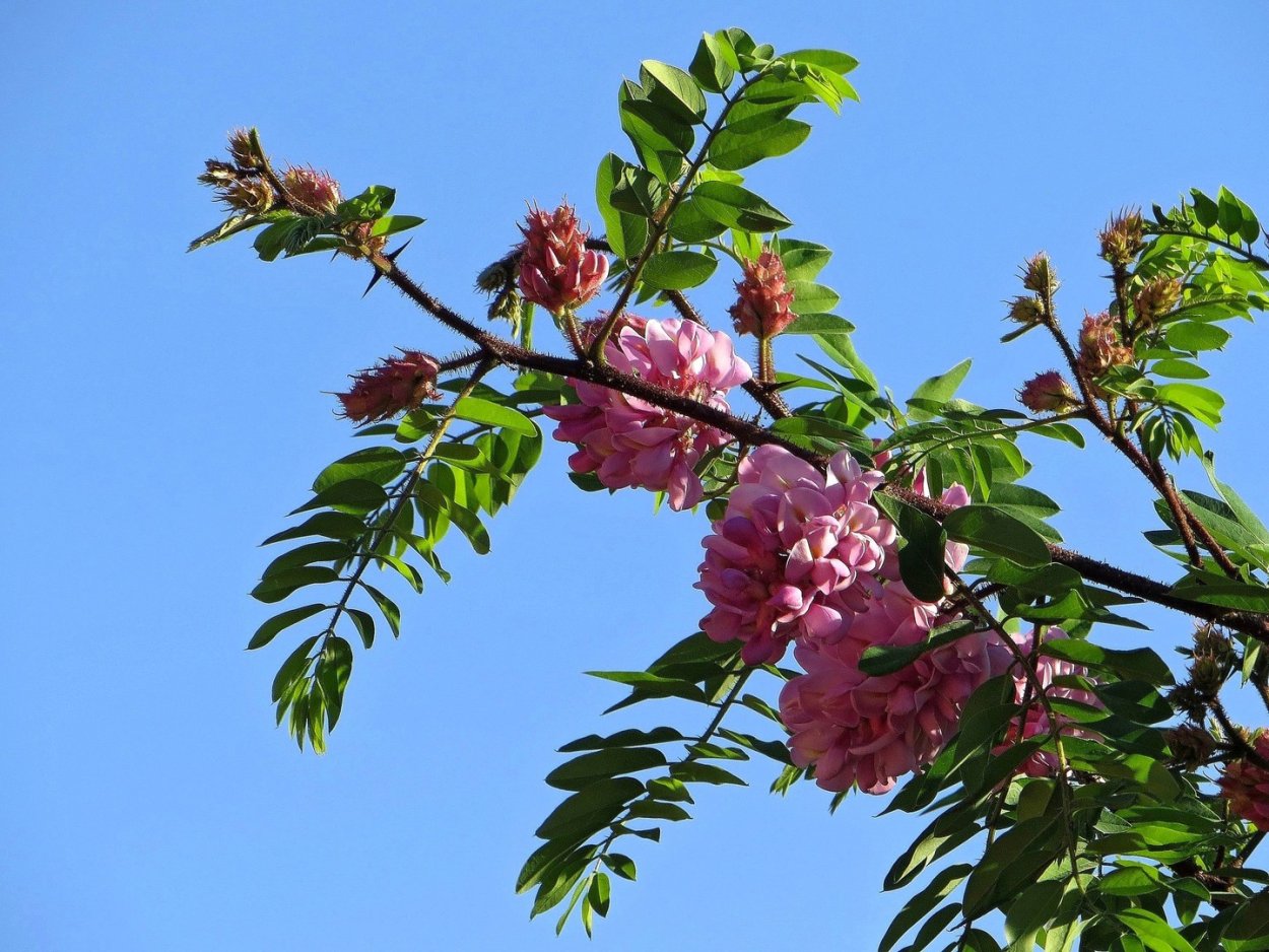 Альбиция шёлковая ленкоранская Акация