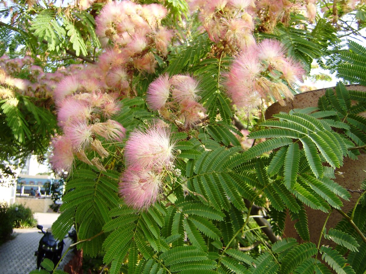 Астраханская Акация