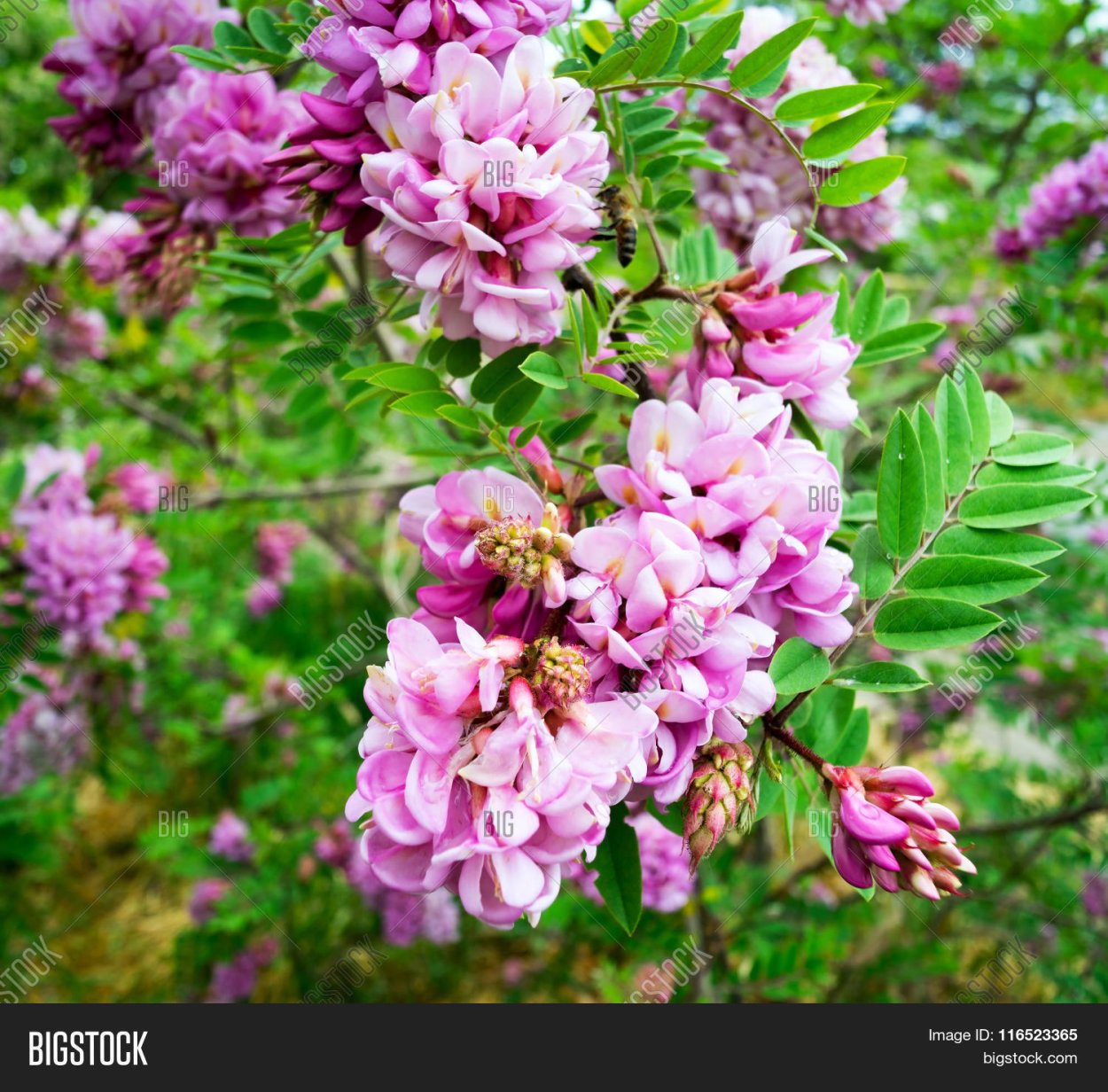 Розовая Акация в Крыму