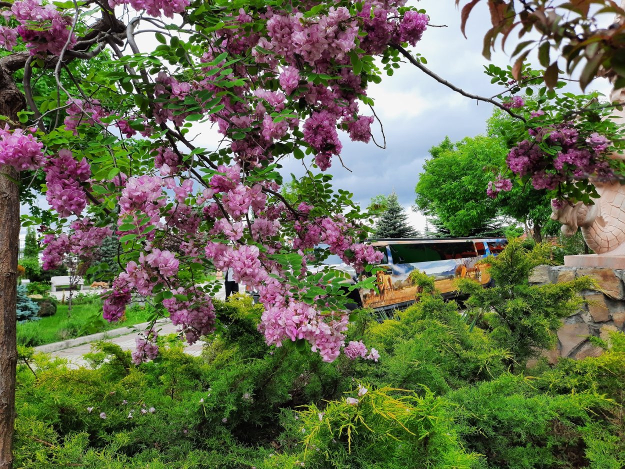Альбиция ленкоранская Росток