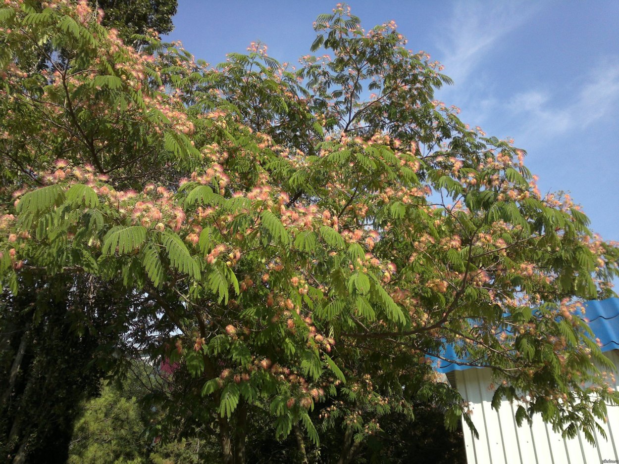 Альбиция Помпадур