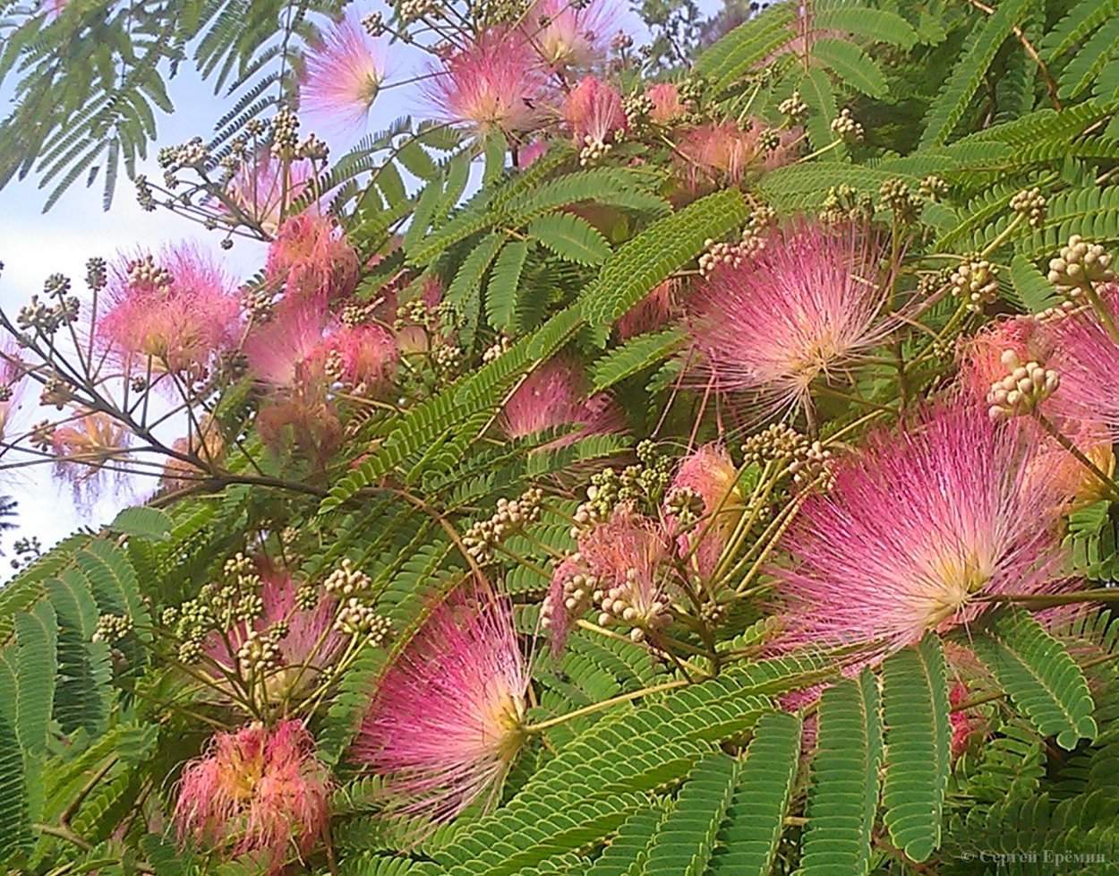 Альбиция ленкоранская дерево
