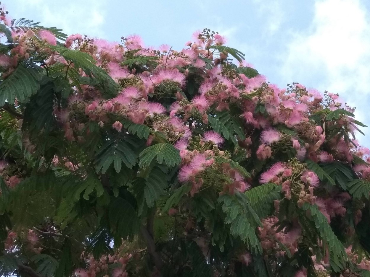 Альбиция( японская Мимоза)