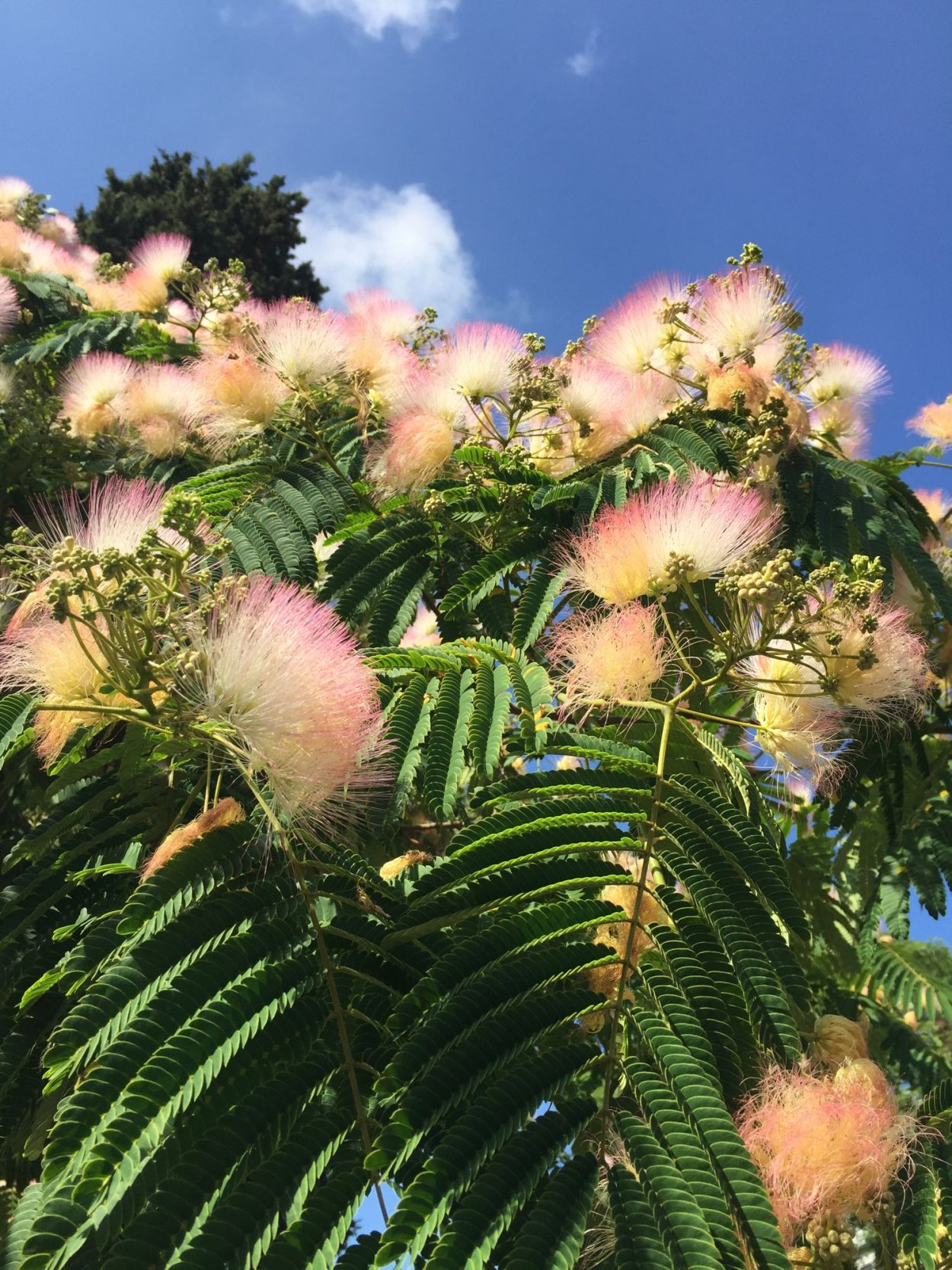 Альбиция саман