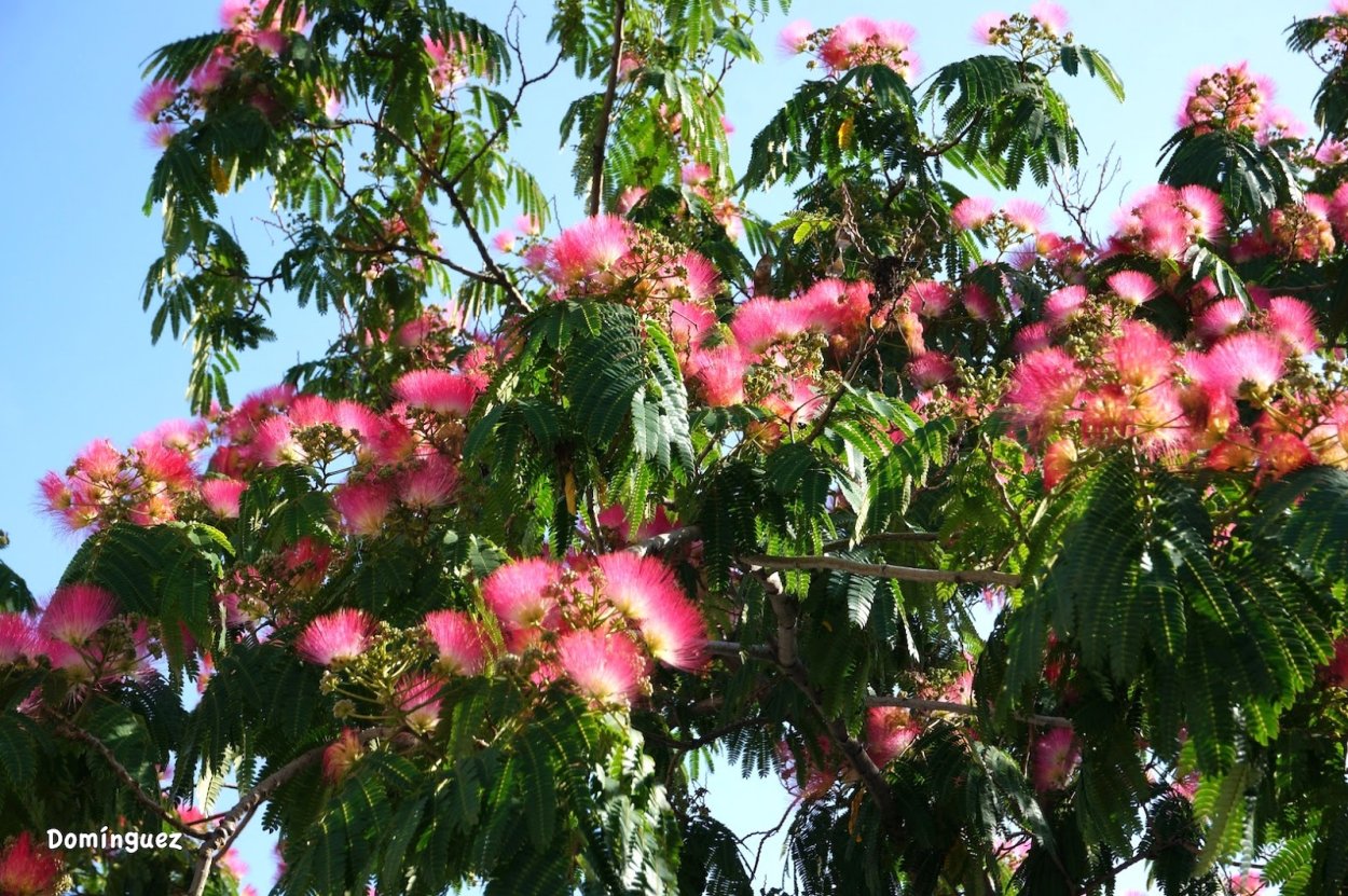 Робиния новомексиканская