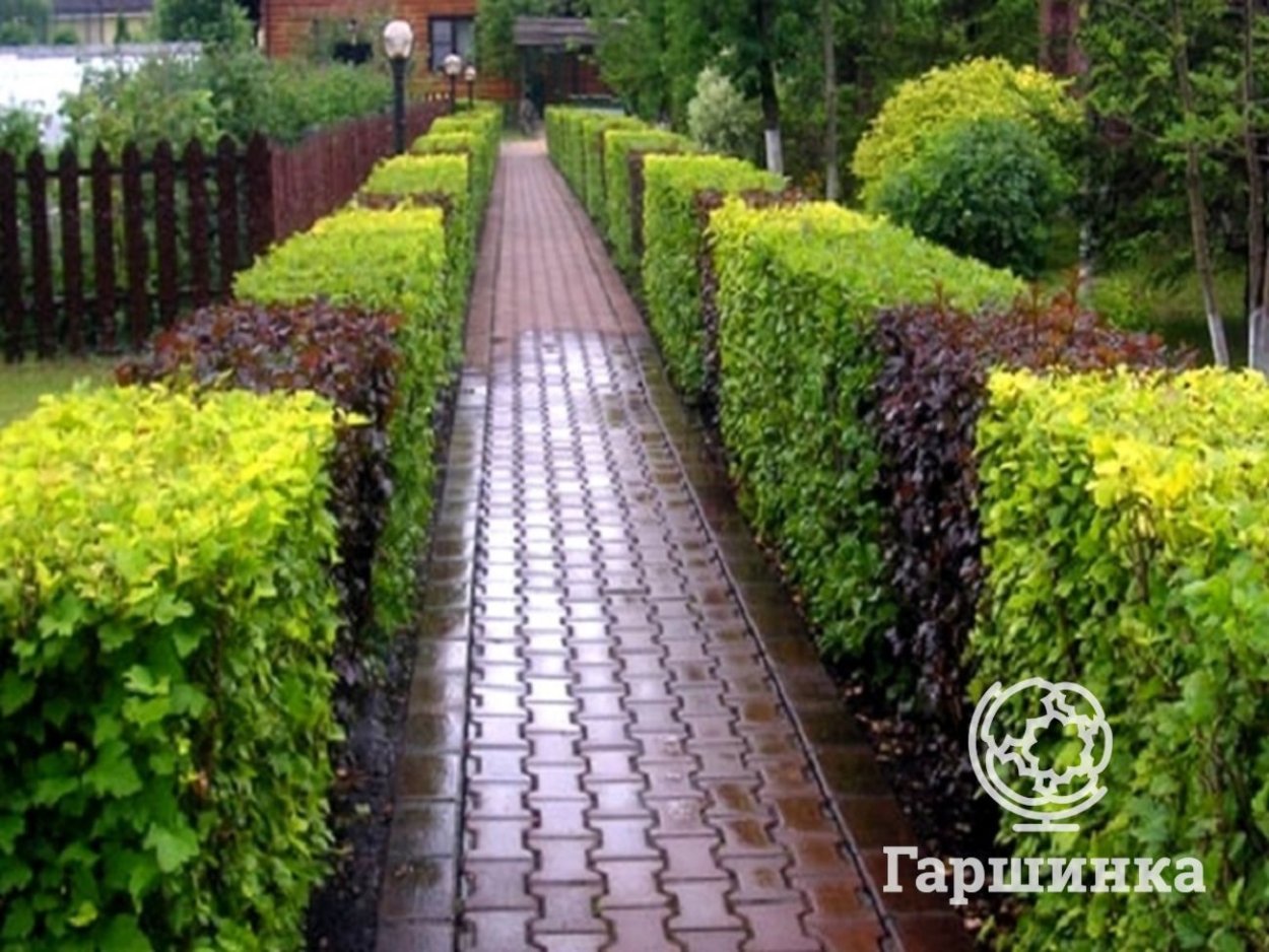 Пузыреплодник калинолистный изгородь