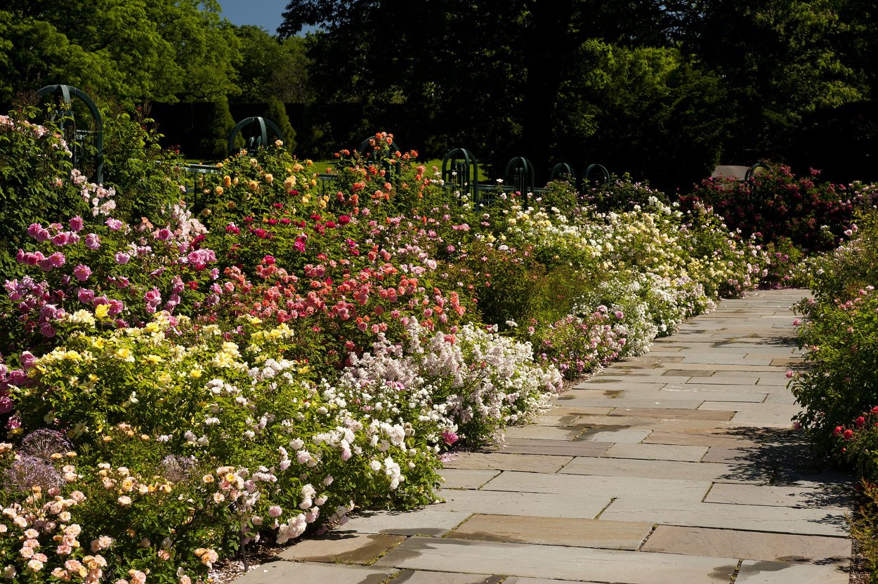 Роза почвопокровная Гарден