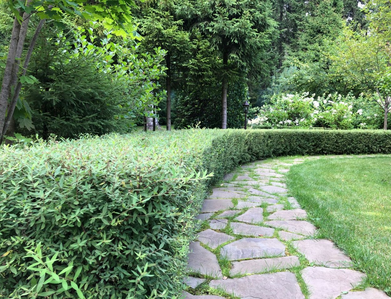 Спирея березолистная бордюр