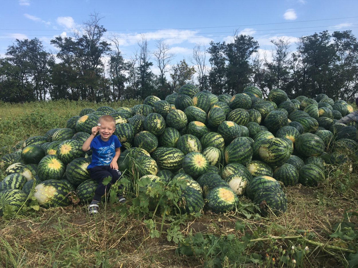 Плантации арбузов