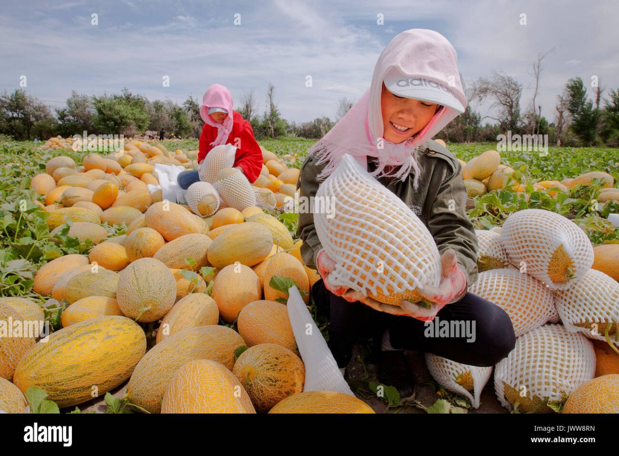 Бахча арбузно-дынно -тыквенная