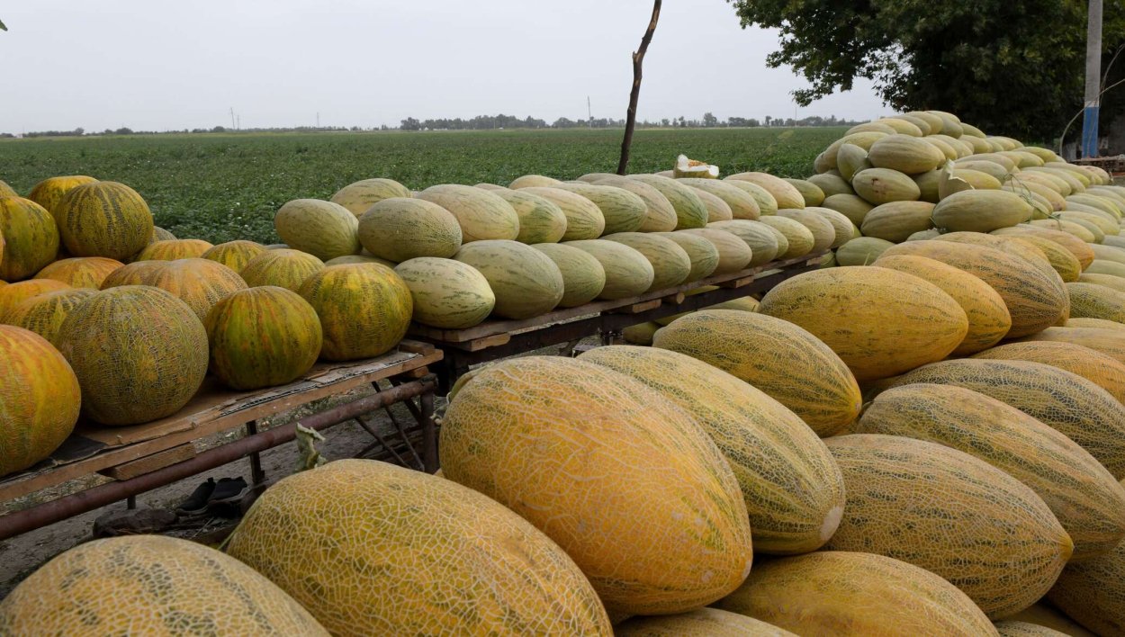 Дыня туркменка Узбекистан