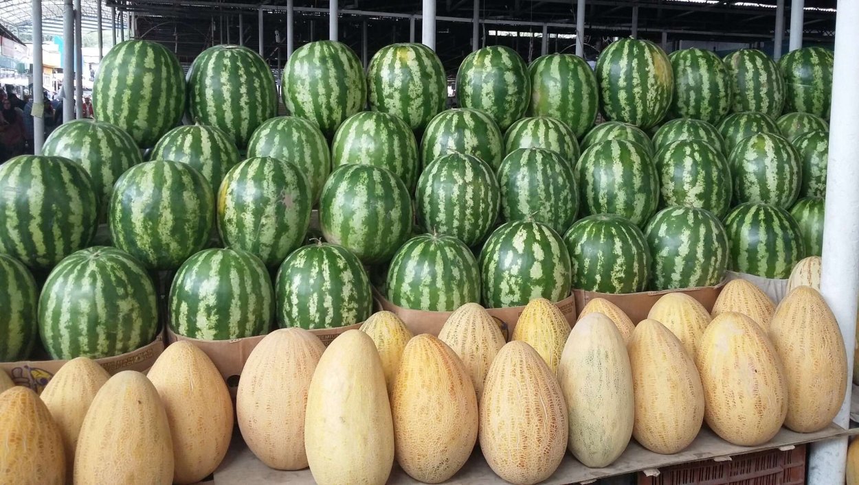 Дыня афганка