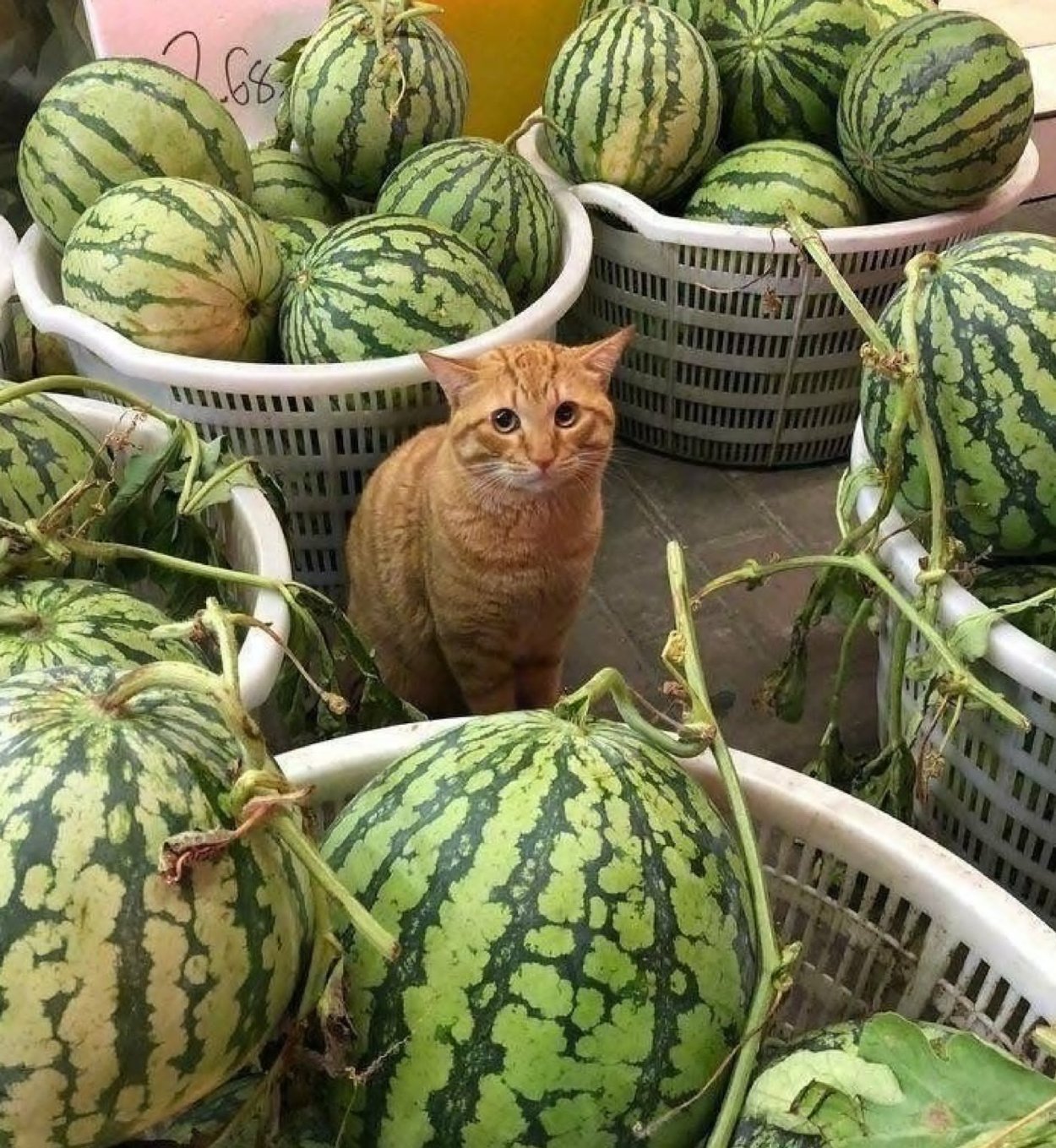 Арбузная дыня