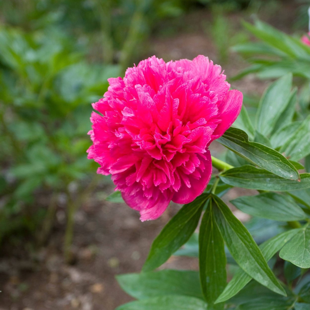 Пион Розеа плена