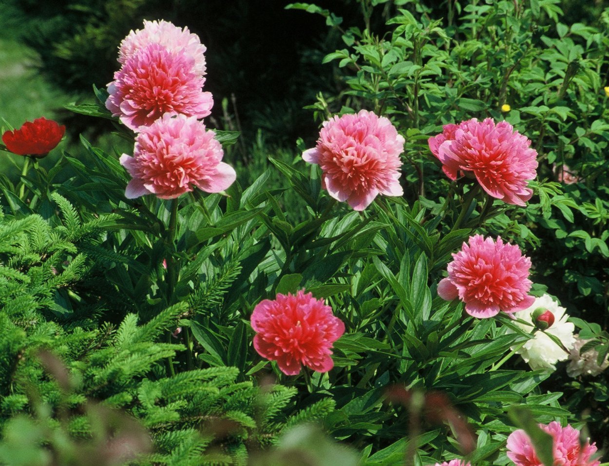 Пион rosea Plena