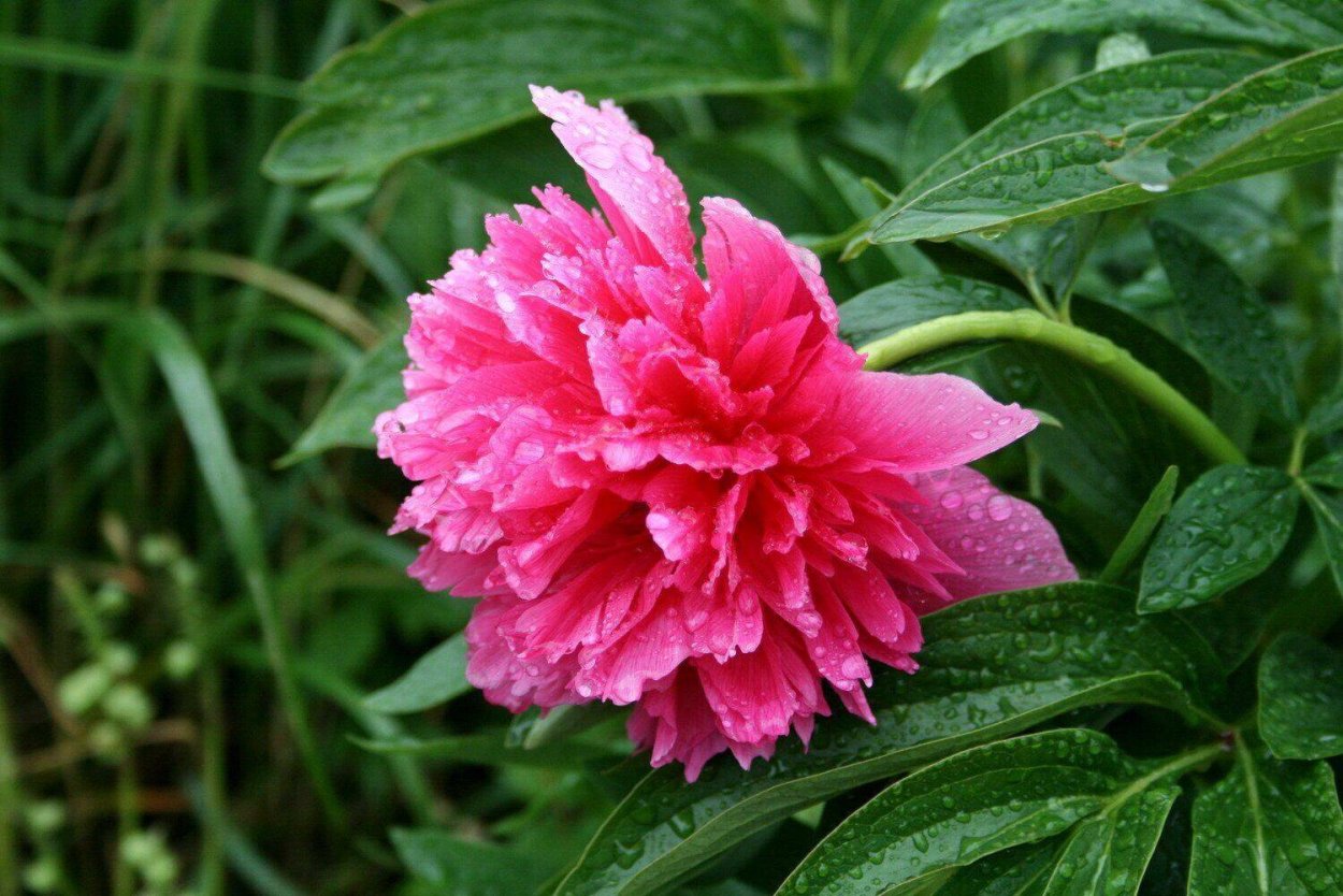 Пион оффициналис Розеа плена