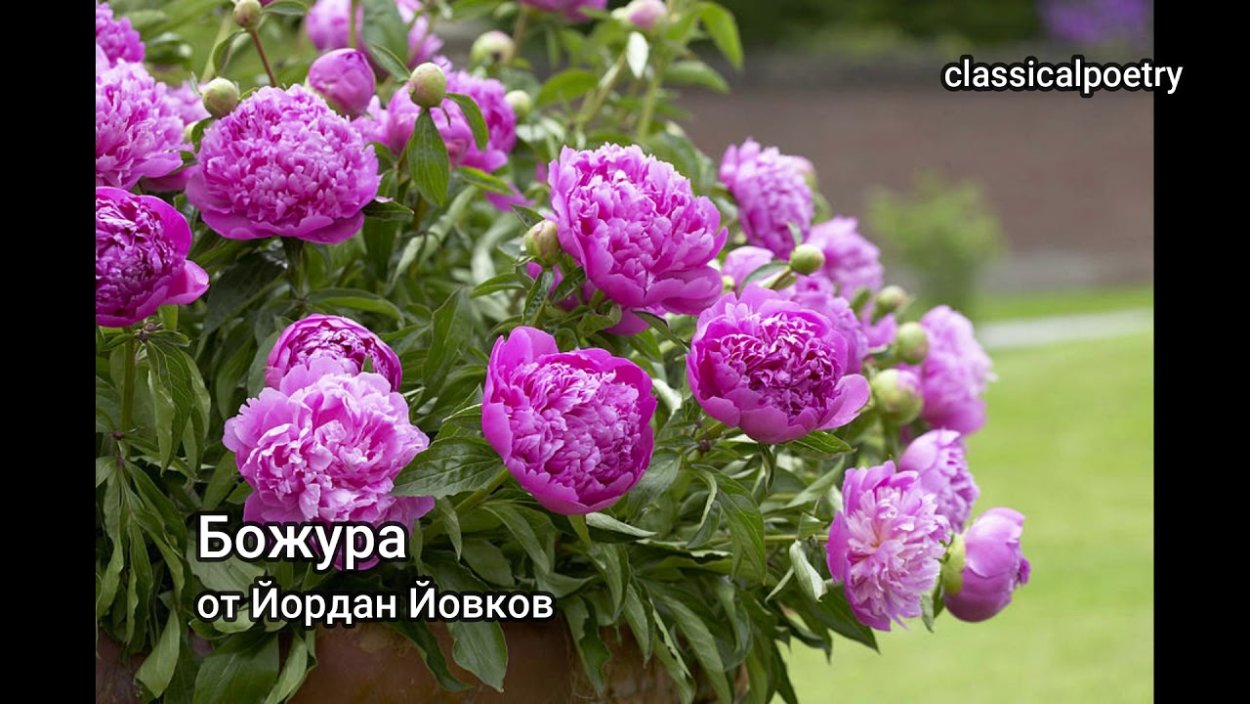 Пион Ширли Темпл куст