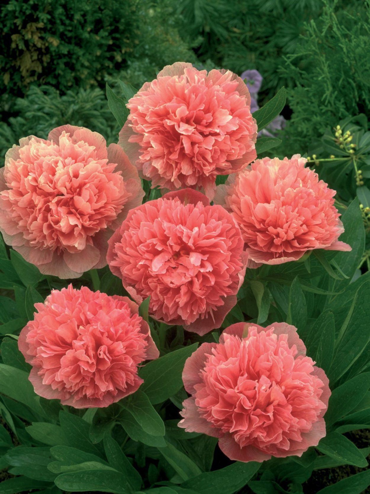 Пион Розеа плена