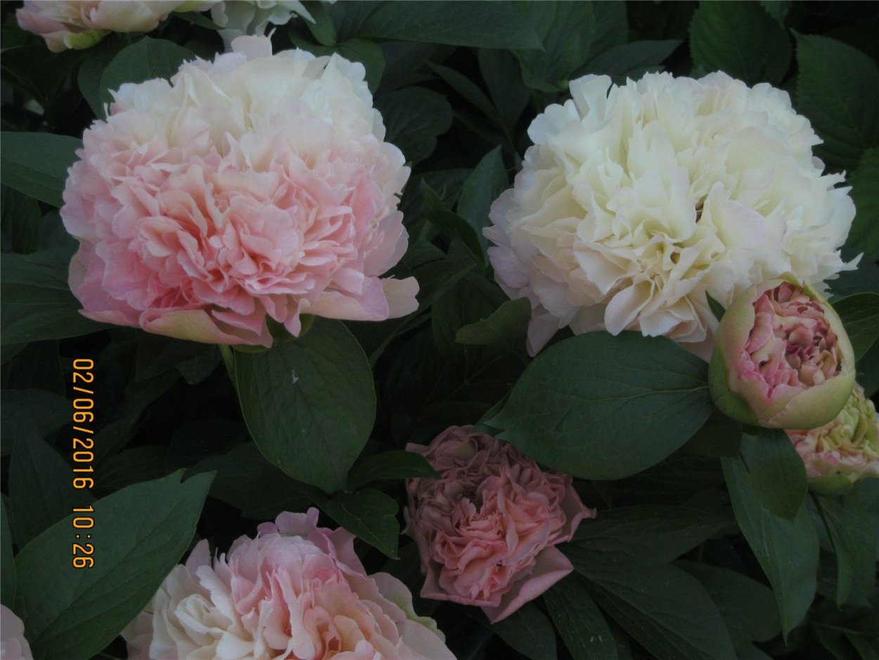 Пион травянистый Лаура десерт